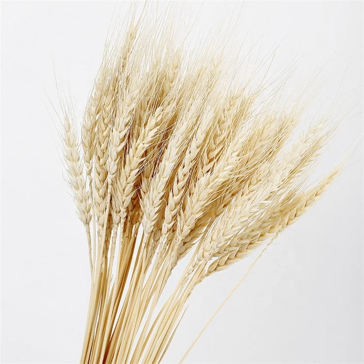 E-3013 Hot Sale Natural Craft Multi-colored Real Dried Wheat flowers For Decoration
E-3013 Hot Sale Natural Craft Multi-colored Real Dried Wheat flowers For Decoration
