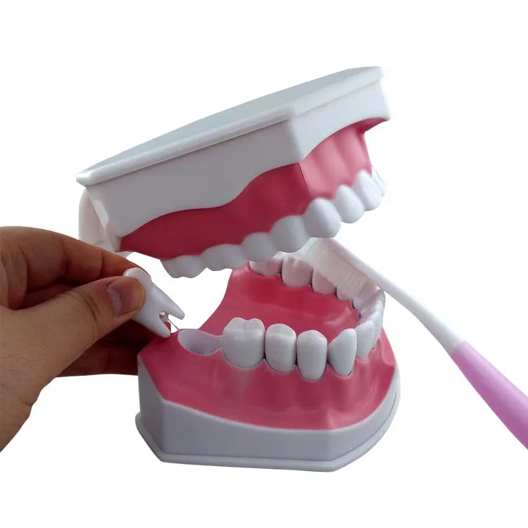 Fabrika Tedarikçisi küçük diş modeli, diş bakımı modeli, diş modeli