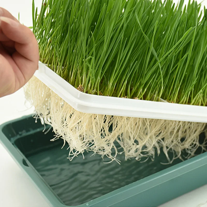 Factory Wholesale High Germination Rate Simple Planting Nutritious Grows Fresher Cat Grass, Green
Factory Wholesale High Germination Rate Simple Planting Nutritious Grows Fresher Cat Grass, Green