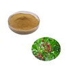 /product-detail/high-quality-miracle-fruit-synsepalum-dulcificum-berry-extract-powder-62363467401.html