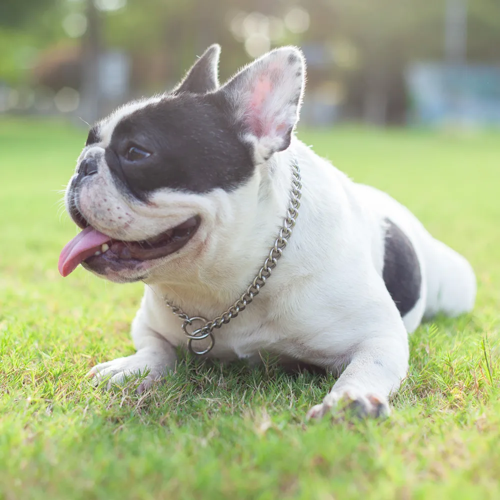 Cuba Dog Collar Stainless Choker P Chain Silver Pet Accessories Dog Harness Pet Supplies For Bully Doberman Rottweiler Dog
Cuba Dog Collar Stainless Choker P Chain Silver Pet Accessories Dog Harness Pet Supplies For Bully Doberman Rottweiler Dog