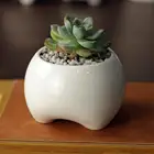 Small Plant Pot Wholesale Modern White Small Ceramic Flower Succulent Plant Pot For Indoor Decor