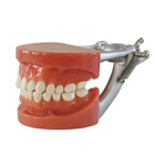 accurate general human orthodontic plastic dental teeth model
