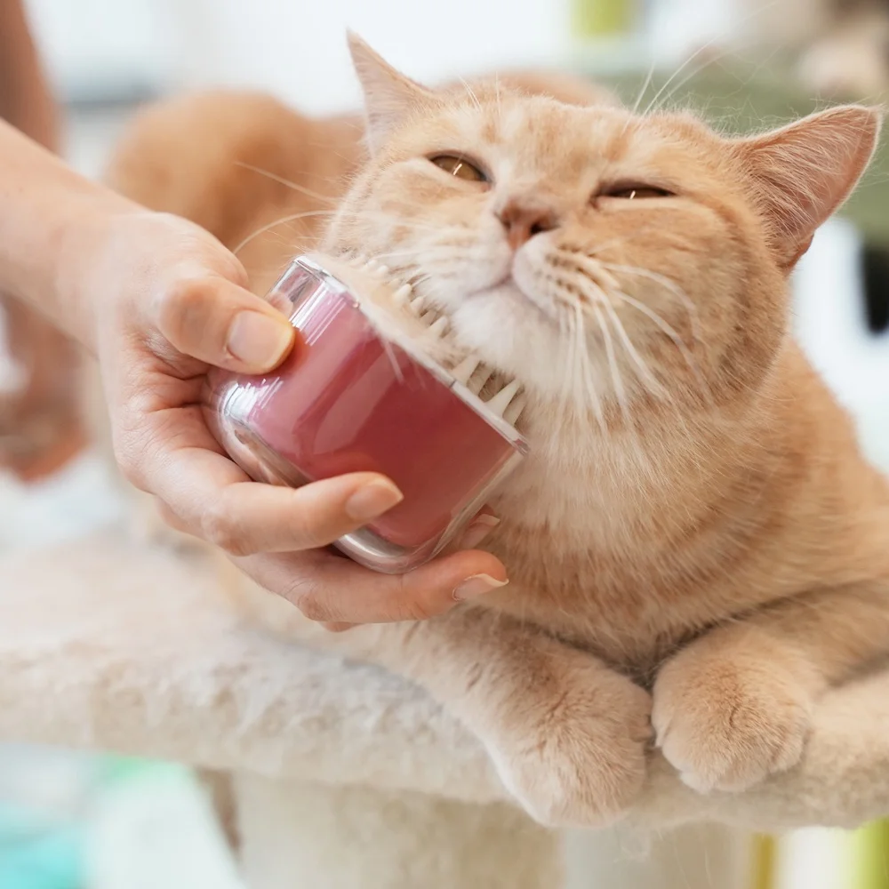 New coming washable pet dog cat hair brush soft hair shampoo shower Pet Bath with Massage grooming slicker brush
New coming washable pet dog cat hair brush soft hair shampoo shower Pet Bath with Massage grooming slicker brush