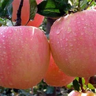 red delicious fresh apples plante organic fruit