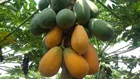 Papaya Extract / Papaya Fruit Leaf Extract Powder