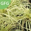 /product-detail/factory-direct-sales-axonopus-compresses-seeds-used-as-lawn-grass-seeds-62361172909.html