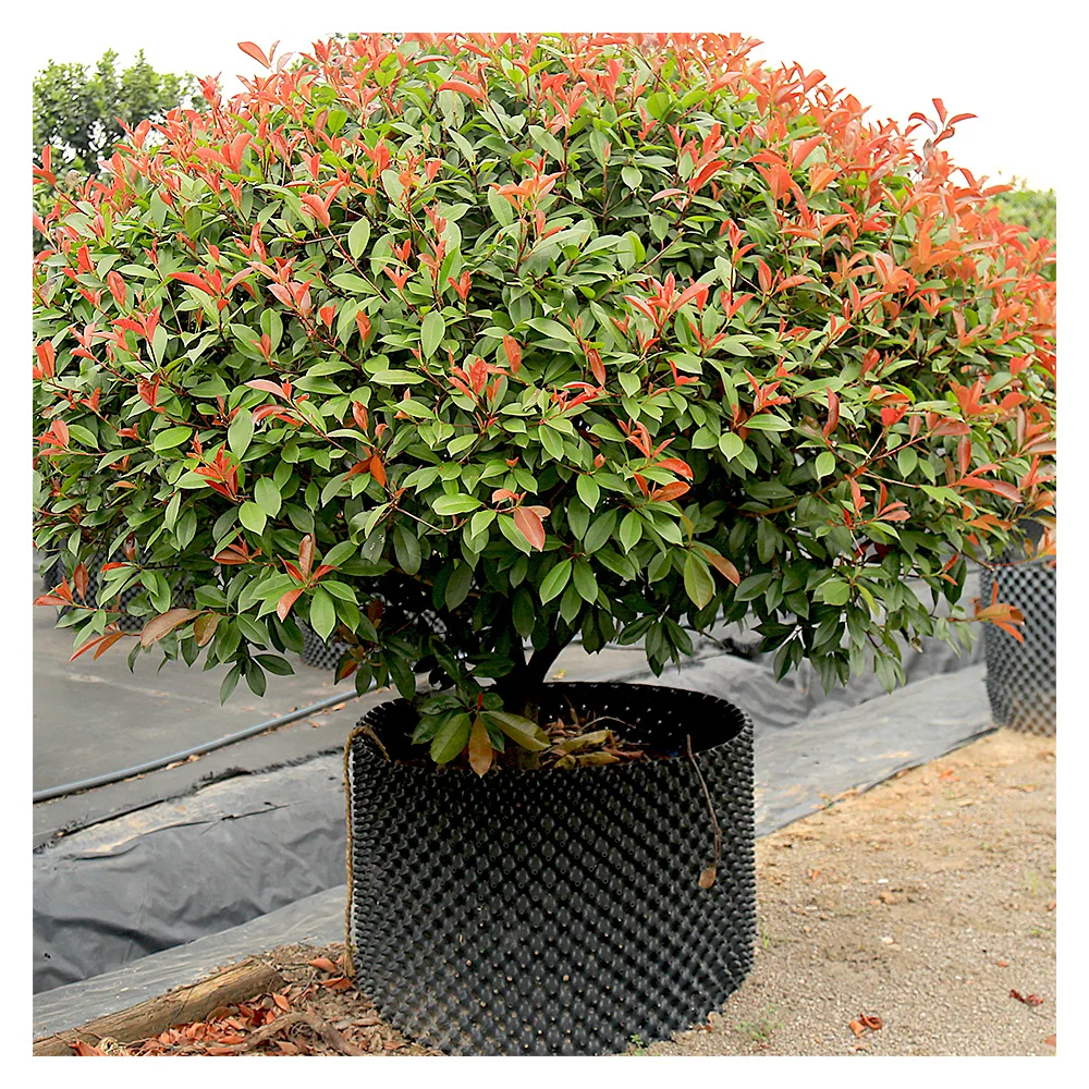 factory direct price 5 gallon plastic air prune plant root pot in roll, Black, white, customized
factory direct price 5 gallon plastic air prune plant root pot in roll, Black, white, customized