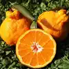 Special Offer Best Price Grade A Navel Oranges For Export /Shiranui orange