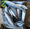 IQF mackerel New season frozen mackerel china factory supplier
