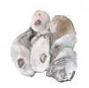 High quality calcium animal feed whole Sea oyster shells 6-9cm 9-12cm