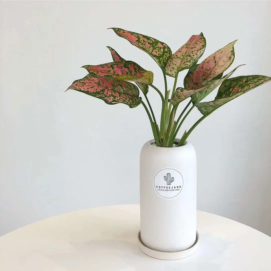 Long-length vase matte white porcelain plant pot modern simple fleshy green ceramic flower pots, Customized color
Long-length vase matte white porcelain plant pot modern simple fleshy green ceramic flower pots, Customized color