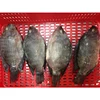 China seafood exporter frozen tilapia whole round price