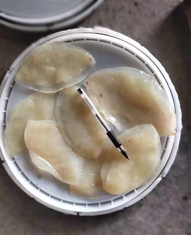 Jellyfish 6.jpg