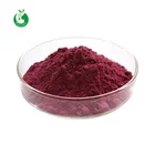 Powder Powder Aronia Powder Anthocyanin Black Chokeberry Aronia Extract Powder