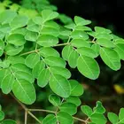 Factory price 100% pure moringa Leaf Extract moringa powder