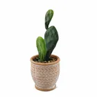 Packaging Customization Artificial Plants Manufacture Good Quality High Quality Pot Artificial Cactus Plants