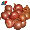 The Newest CROP Fresh Shallot Onion, persian shallot, Onion Fried Onions Netherlands Crispy Onions