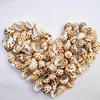 Wholesale Decor Sea Shells For Jewelry Making Seashells Mixed Pack