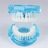 Bracket Tooth Dental Plastic/Resiin Teeth Model/Mold
