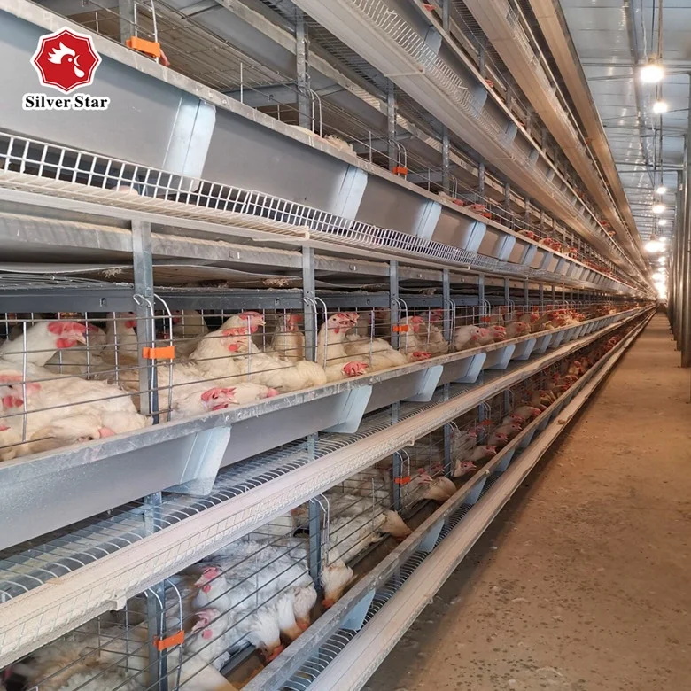 Automated Multitier Egg Layer Poultry Chicken Cage In Ghana Buy