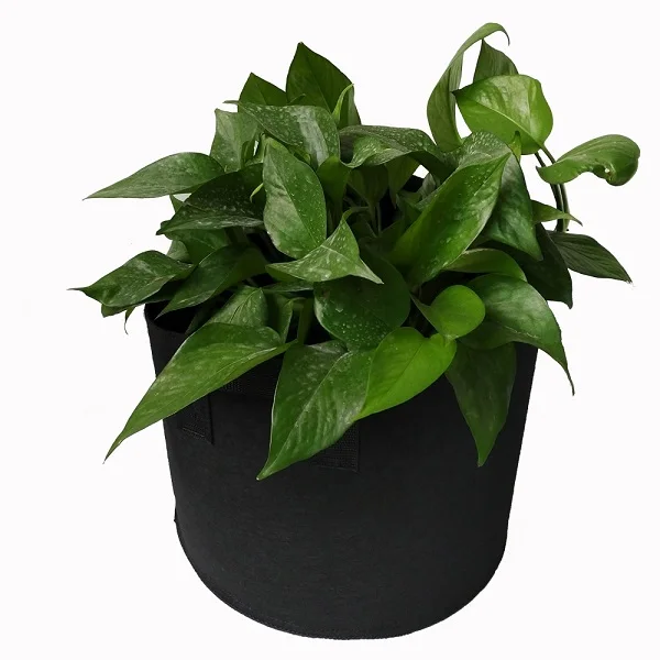 Potato grow bag wholesale felt vegetable grow bag outdoor black felt fabric grow bag
Potato grow bag wholesale felt vegetable grow bag outdoor black felt fabric grow bag