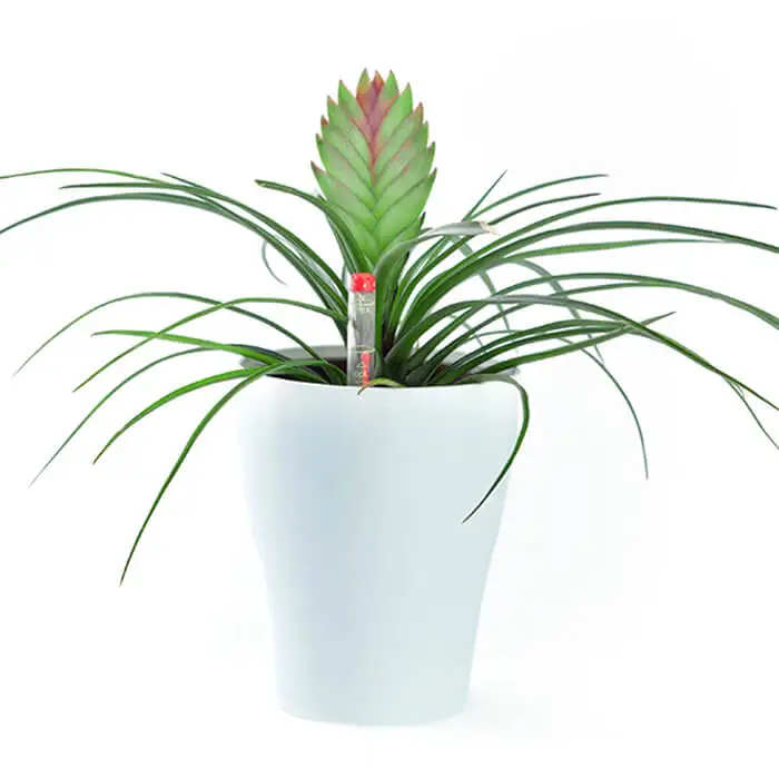 Factory Supply Multi Capacity Colored High Quality Round Shape Outdoor Decorative Colorful Plastic Plant Pots For Nursery Plants
Factory Supply Multi Capacity Colored High Quality Round Shape Outdoor Decorative Colorful Plastic Plant Pots For Nursery Plants