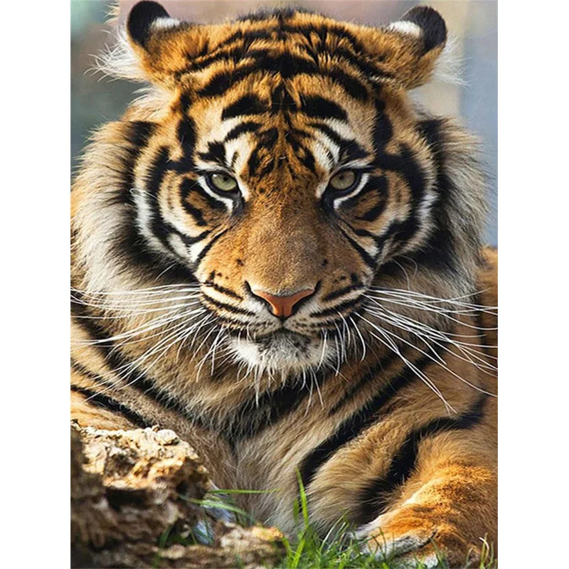 HUACAN In Stock Wall Decor Art Painting Tiger Animal Tool Box Seascape Paintings Rooms Pictures Picture Diamond Painting 40*50cm
HUACAN In Stock Wall Decor Art Painting Tiger Animal Tool Box Seascape Paintings Rooms Pictures Picture Diamond Painting 40*50cm