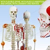/product-detail/170cm-bone-skeleton-model-ligament-label-muscle-start-and-stop-bendable-spine-teaching-human-skeleton-model-442778959.html