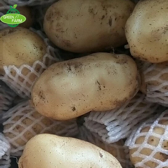 Wholesale price of fresh potatoes hot sale, 150g-300 9.5kg cartons of potatoes
