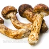 Best quality tricholoma matsutake export Japanese matsutake mushroom fresh matsutake mushroom
