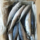 Fish Frozen Style Pacific Mackerel Food