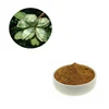 /product-detail/100-pure-natural-kola-nut-extract-caffein-powder-with-moq-1kg-62111203962.html