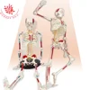 Medical Science two side Muscle Painted Muscle origins (red) and insertions (blue) 85cm Skeleton Model