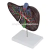 Human liver model, hepatic vascular structure, hepatobiliary enlargement model