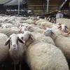 Live Awassi Sheep and Lambs, Other Live Sheep breed, Goats and Cattle for good prices