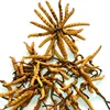 wild Chinese medicinal materials Cordyceps sinensis