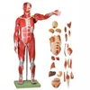 Detachable human muscle and internal organs model/human body organ