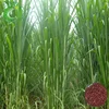 Wholesale High Quality New Forage Grass Seeds Sorghum Sudan Grass Seeds For Growing For Sale