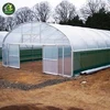 Low cost green house with steel structure for small tomatoes