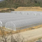 Agricultural Plastic Single-span Arch Type Film Greenhouse
