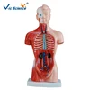 /product-detail/26cm-15-parts-human-torso-manikin-model-for-medical-training-62104689806.html