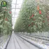 Commercial plastic tomatoes green house with hydroponics