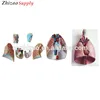 Advanced 7-Part Larynx, Heart and Lung Anatomical Model, Respiratory System Model
