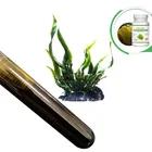 fucoxanthin slimming weight loss agent fat reducing oil
