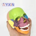 4D Miniskull Assembly Skull Model Color Human 15 Component Model Separation
