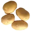 Export fresh yellow potato with cheap price