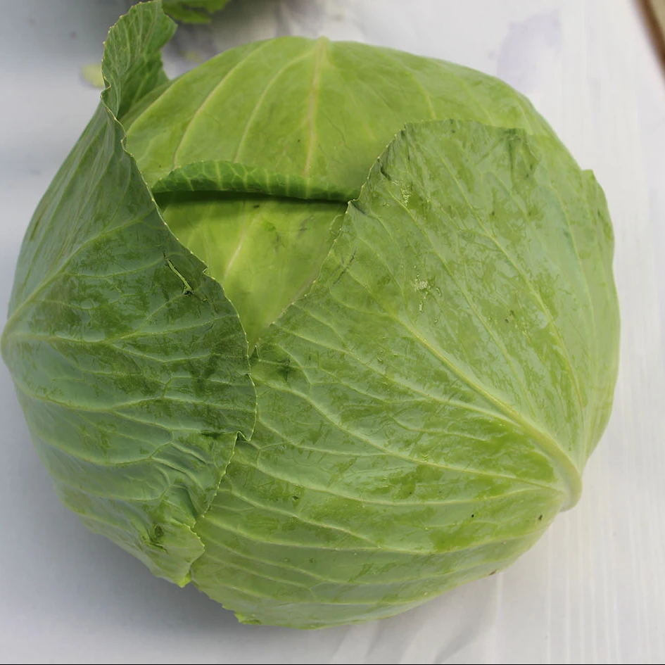 china white cabbage