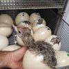 /product-detail/ostrich-chicks-vaccinated-ostrich-chicks-fertilized-ostrich-eggs-suppliers-62112353295.html