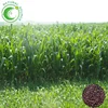 Wholesale Top Grade New Forage Grass Seeds Sorghum Sudan Grass Seeds For Growing